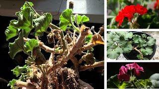 Overwintering Geraniums [upl. by Stepha829]