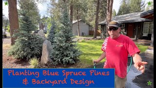 Planting Blue Spruce Trees amp Creative Backyard Design [upl. by Ely505]