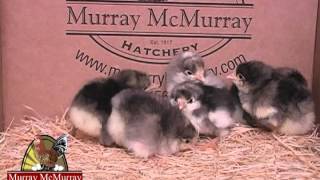 White Giants Murray McMurray Hatchery [upl. by Rotow]