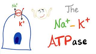 The SodiumPotassium NaK ATPase Pump  Active Transport [upl. by Radke]