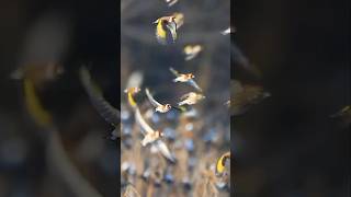 goldfinches in winter natgeo birds wildlife goldfinch [upl. by Kistner]