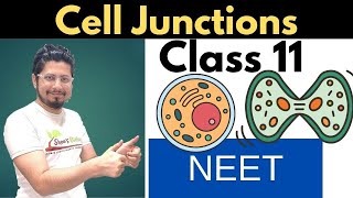 Cell junctions class 11  tight junction gap junction and desmosomes [upl. by Friedberg]