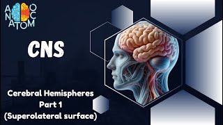 Cerebral Hemispheres Part1  Superolateral surface [upl. by Aidualk293]