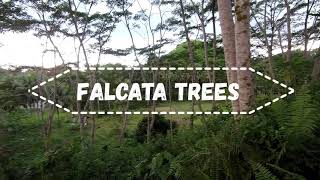 FALCATA TREE PLANTATION IS A SURE WAY TO MAKE MONEY [upl. by Rialc]