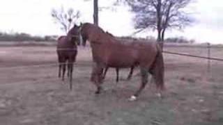 Amador Chestnut Spanish Andalusian Stallion [upl. by Laniger]