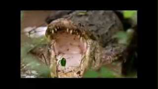 Gator Boys Catch a Gnarly Gator behind a Fishing and Bait Shop [upl. by Ginnifer]