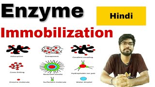 enzyme immobilization in hindi [upl. by Crabb]