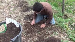 Comment planter des asperges vertes en permaculture [upl. by Acilef]