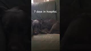 Jet recuperating after major abdominal surgery dog surgeryrecovery [upl. by Zumwalt]