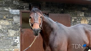 TDN New Stallions  River Boyne [upl. by Peih]