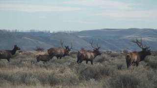 Hanford PreHistory Tour  Bonus Elk Herd [upl. by Hathaway]