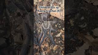 Female Chilobrachys sp Kaeng krachan  Dark EarthTiger Tarantula tarantula tarantulas arachnid [upl. by Ahtael289]