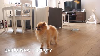 What dogs do while you’re not home  Pomeranian home alone [upl. by Elolcin]