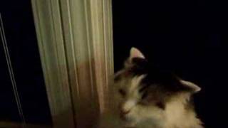 My Evil Cat Hissing and growling [upl. by Hobbie]