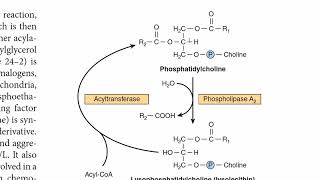 Phosphatidylcholine Metabolism  Lecithin Metabolism  Phospholipids Metabolism  G3P Biosynthesis [upl. by Ardyce]