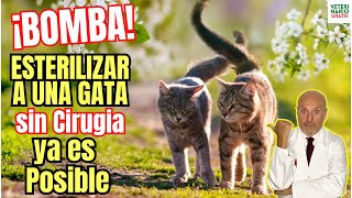 🙀 NUEVA FORMA DE ESTERILIZAR A UNA GATA SIN CIRUGÍA CON UNA SOLA INYECCION 🙀 [upl. by Demp910]