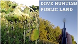 Dove Hunting Public Land [upl. by Nelram]