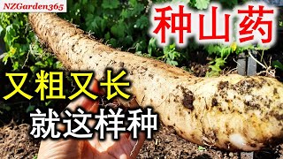 【种山药】不用管子，不用挖，也能轻松种出又粗又长的山药 [upl. by Ezarras]