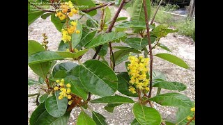 Sembrando para el Futuro Árbol No 9 Byrsonima crassifolia Nanche o Nance [upl. by Sophey]