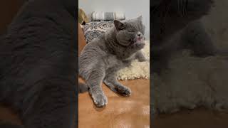 British Shorthair Grooming cat cats catshorts catholic funnycats britishshorthair [upl. by Fortunio]