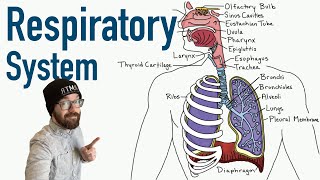 Respiratory System  Structure and Function [upl. by Helena]