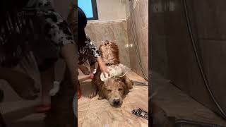 Bath Time for the Dog 🛁🐾 Cute and Funny Moments [upl. by Eiramyelhsa]