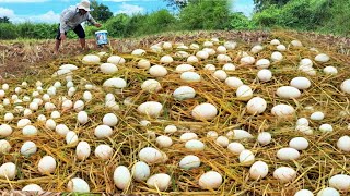 BEST Video unique A farmer picks up a large number of unharvested duck eggs near a field [upl. by Kinsman]