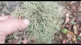 Foraging For and Making Usnea Tincture [upl. by Aztiram]