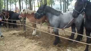 Pferdemarkt ZUIDLAREN PaardenmarktPferdeHolland 2015 NL Teil 1 [upl. by Otrebireh241]