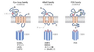 イオンチャネル型受容体（神経伝達物質受容体） [upl. by Rogers801]