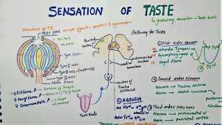 Sensation Of Taste  Taste Pathway  Physiology [upl. by Ingalls]