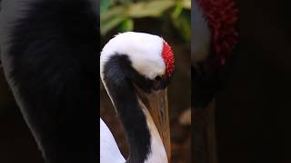 The red crowned crane 👑❤️  shorts wildlife birds crane nature shortsviral [upl. by Wiersma]