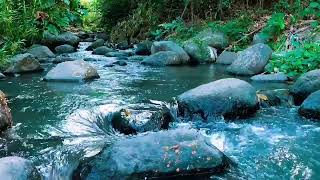 Relaxing birds amp water sounds nature river sounds for sleep meditation relaxation flowing water [upl. by Clova]