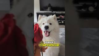 Fluffy Samoyed  the cutest companion dog samoyed [upl. by Schuyler161]