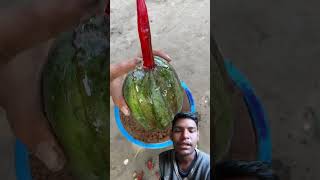 Breeding watermelons with peppers using Grafting garden fruit farming [upl. by Beaulieu]