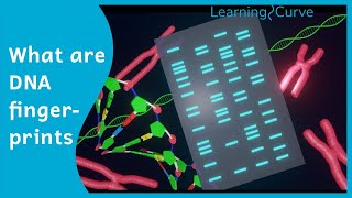 How does DNA fingerprinting work [upl. by Scrivens]