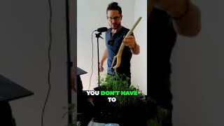 Revolutionize Moringa Tree Sales at The Farmers Market amp Ship without Soil or Pot [upl. by Kennet404]