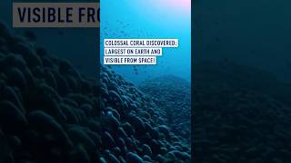 Colossal Coral Discovered Largest on Earth and visible from Space [upl. by Merline]