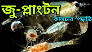 Zooplankton Production in Fish Pond  Natural Food making for Fish  How to Develop Plankton in Pond [upl. by Dirfliw]