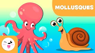 Les mollusques pour les enfants  Les animaux invertébrés  Sciences naturelles pour les enfants [upl. by Shaffer130]