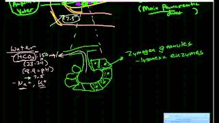 Pancreatic Physiology amp Pathophysiology [upl. by Aihcela]