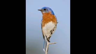 Eastern bluebird sounds [upl. by Bay]