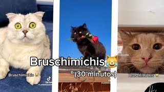 BRUSCHIMICHIS😹💗 30 minutos de risa🐈💕  bruschimichis humor [upl. by Merrielle]