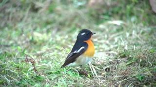 ムギマキ（2）2012年の飛島（山形）  Mugimaki Flycatcher  Wild Bird  野鳥 動画図鑑 [upl. by Milson]