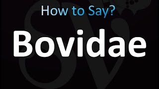 How to Pronounce Bovidae correctly [upl. by Ellerrehs]