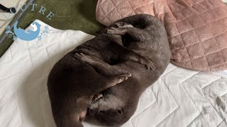 Otters Shed a Tear as They Hug to Make Up [upl. by Christi107]