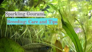 Sparkling Gourami Breeding Care and Tips [upl. by Dirfliw]