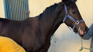 Hoof shoeing and Restorationhorse farrier satisfying [upl. by Konopka]