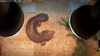 male shingleback skink [upl. by Dleifyar74]