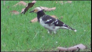 Blackcollared Starling ဆက်ရက်လည်နက် [upl. by Amitak990]